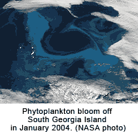 Phytoplankton bloom