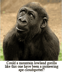 Western Lowland Gorilla