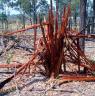 The remains of an ironbark eucalyptus hit by lightning