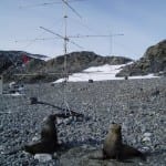 Sealions and Antenna