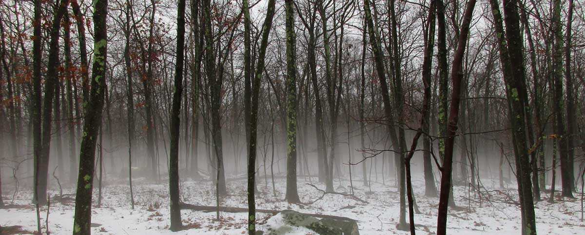 Fog along the Shenipsit Trail in Glastonbury, Connecticut, US, by Dennis Paul Himes (Member 5003).